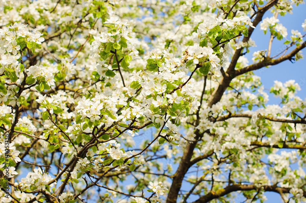 apple flowers background apple flowers background