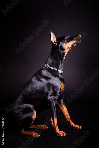 Собака породы Доберман в профиль на чёрном фоне