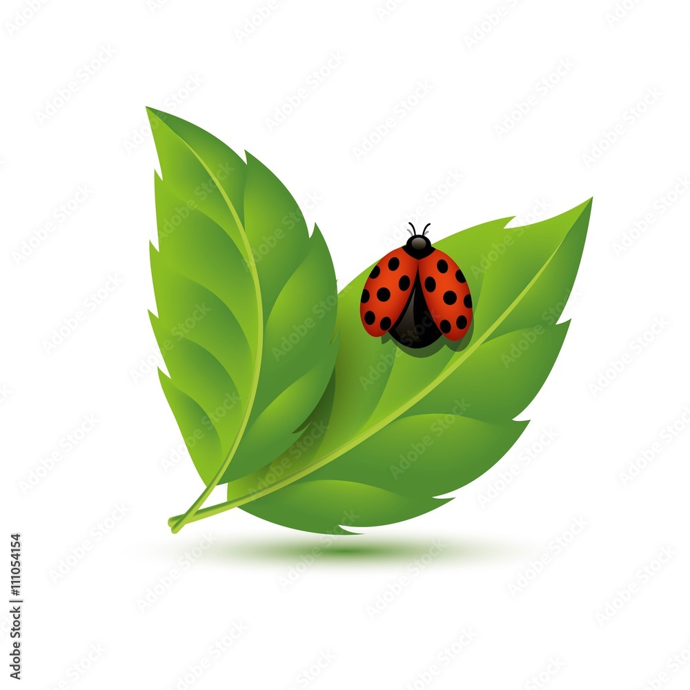 Fototapeta premium Realistic Leaf with ladybugs