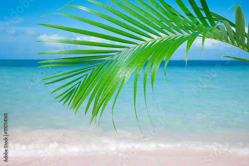 Palm leaf  blue sea and tropical white sand beach ander the sun