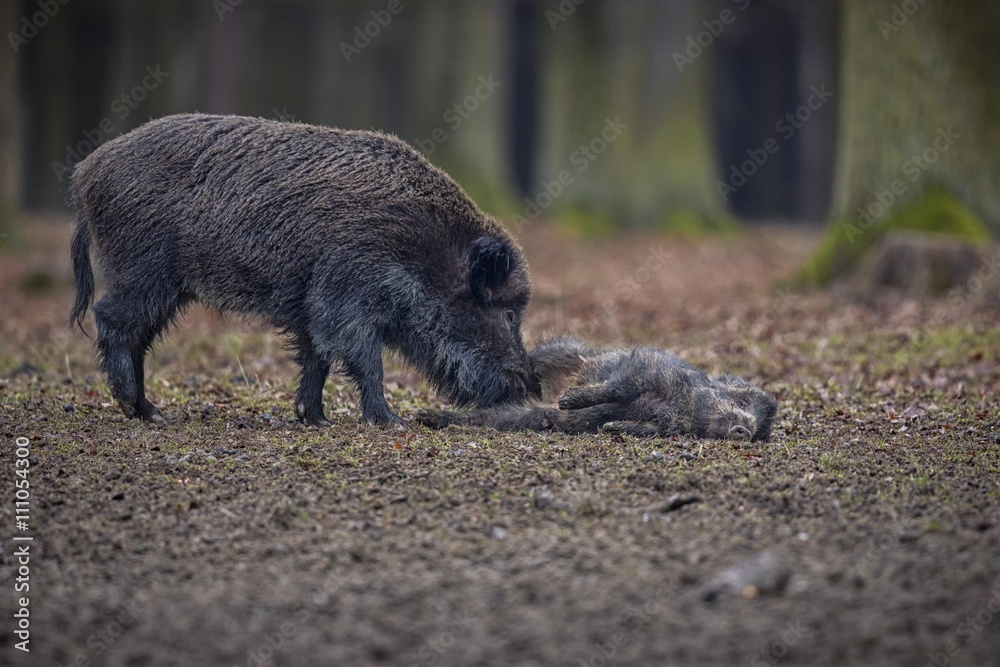 Wild boar mother with a piglet/Wild boar mother with a piglet Wild boar mother with a piglet/Wild boar mother with a piglet