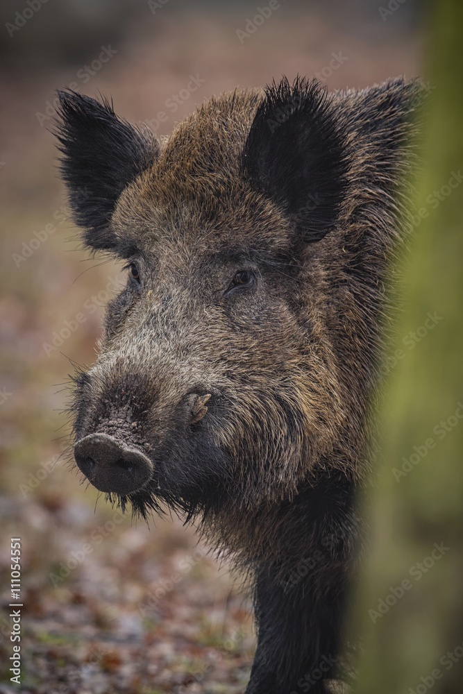 Wild boar portrait from european forest/big wild boar from dark forest Wild boar portrait from european forest/big wild boar from dark forest
