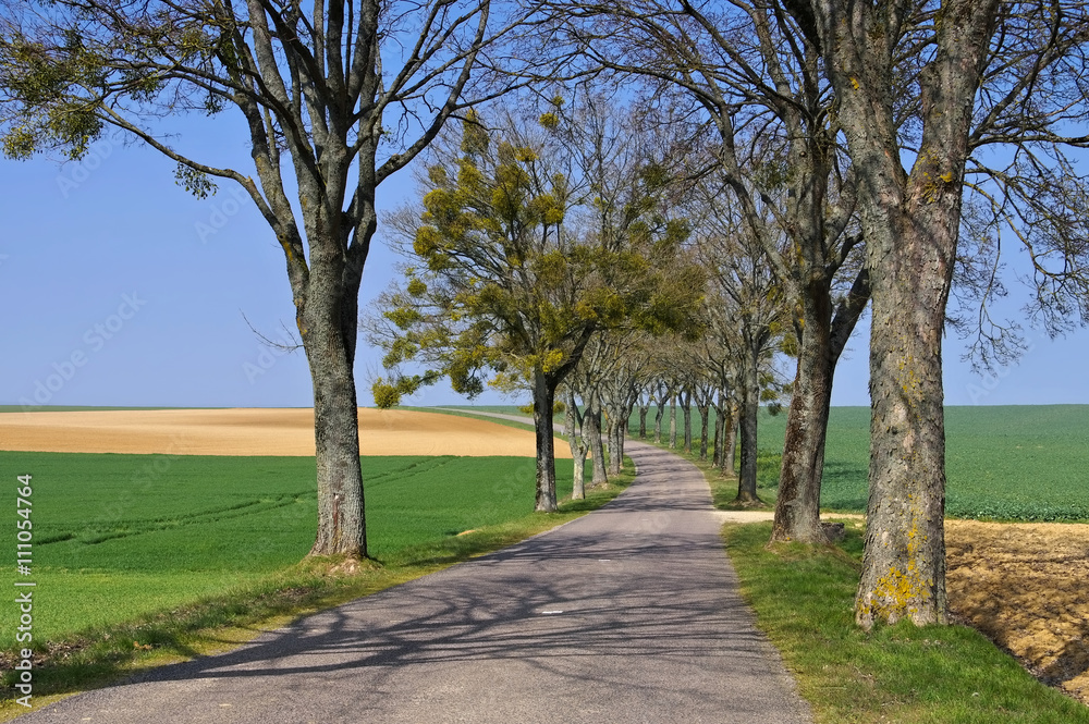 Burgund Allee im Frühling - Burgundy, tree-lined road Burgund Allee im Frühling - Burgundy, tree-lined road