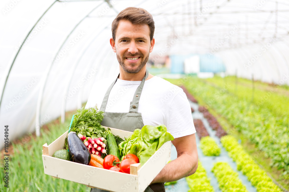 Young attractive man harvesting vegetable in a greenhouse Young attractive man harvesting vegetable in a greenhouse