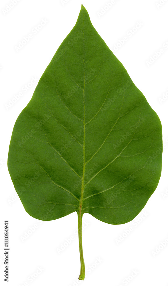 Obraz premium Green lilac leaf