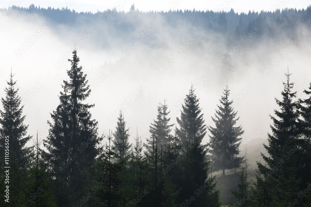 Trees on a mountain on a foggy morning
