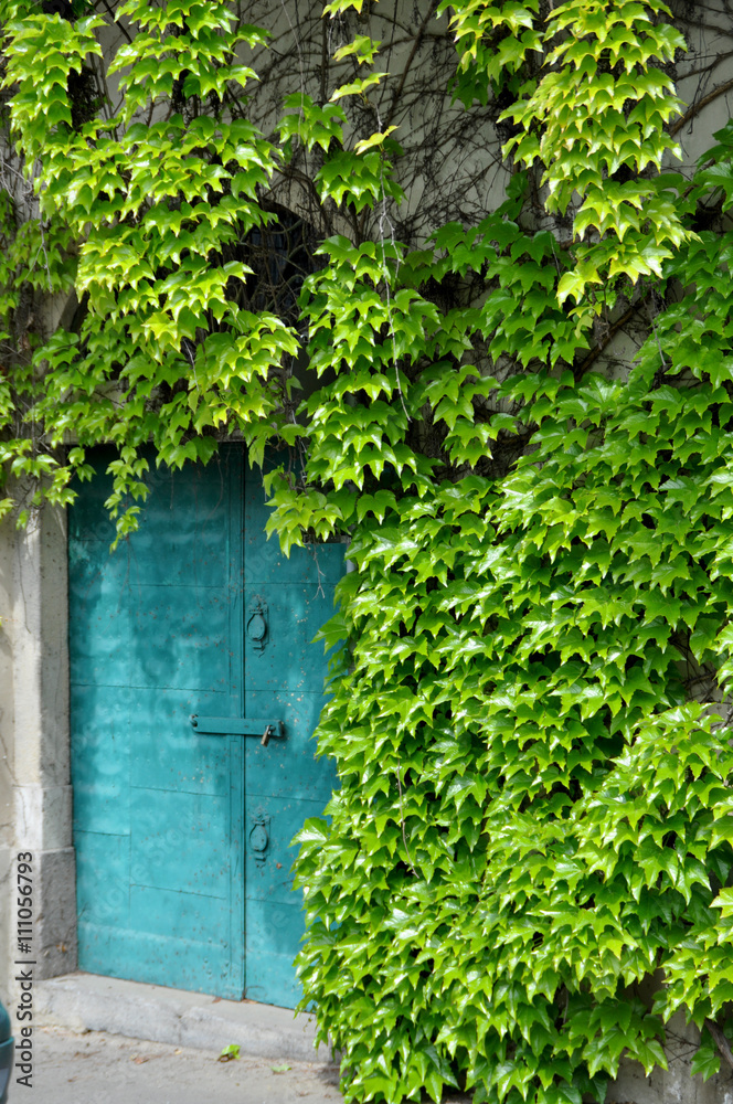 doorway covered with wild wine doorway covered with wild wine