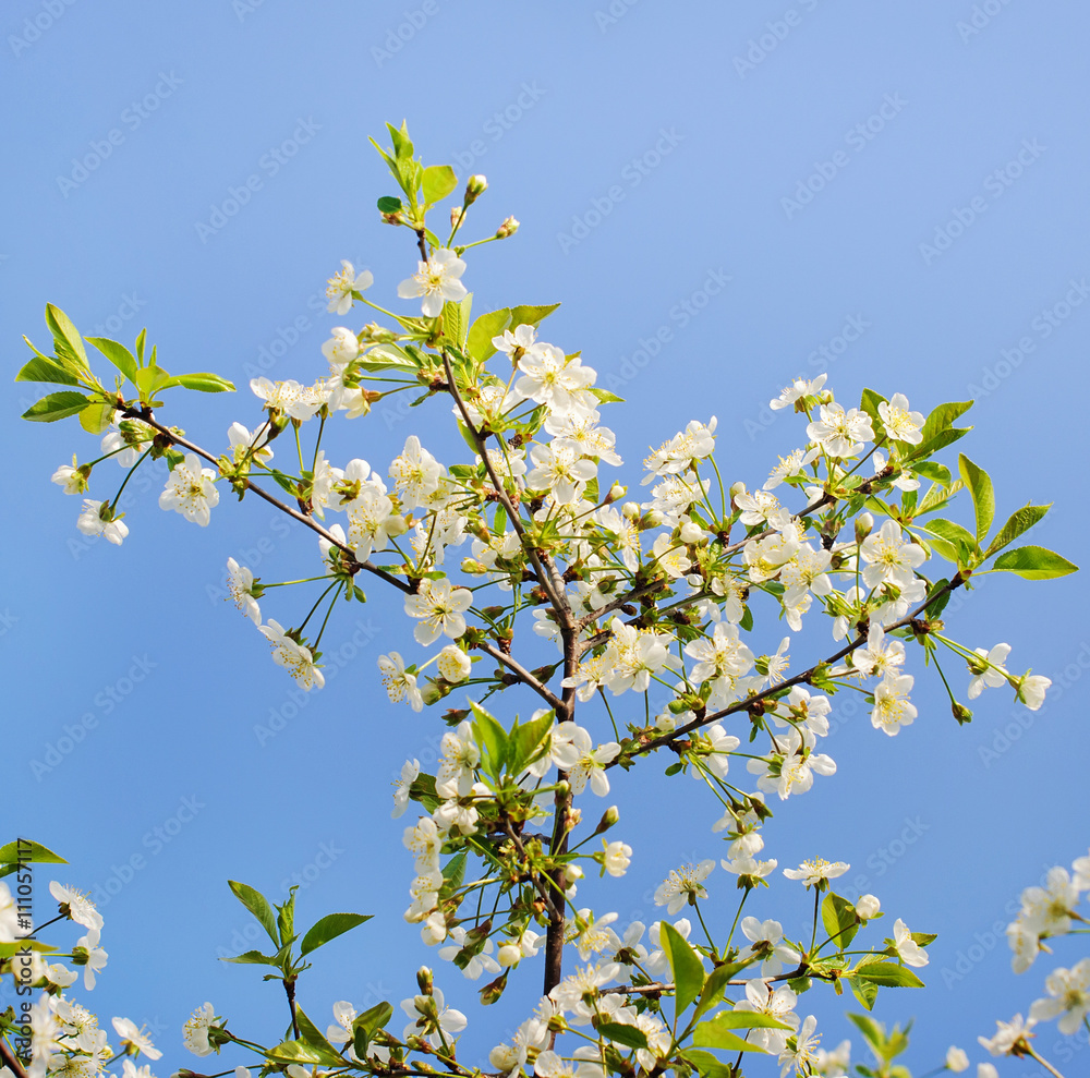 Blooming apple tree in spring time.