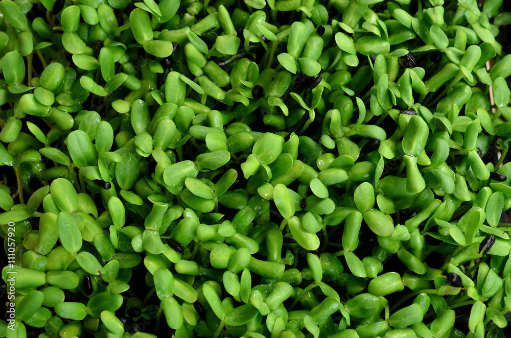 Sunflower sprouts Sunflower sprouts