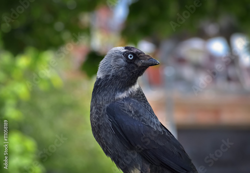 Profile of a crow