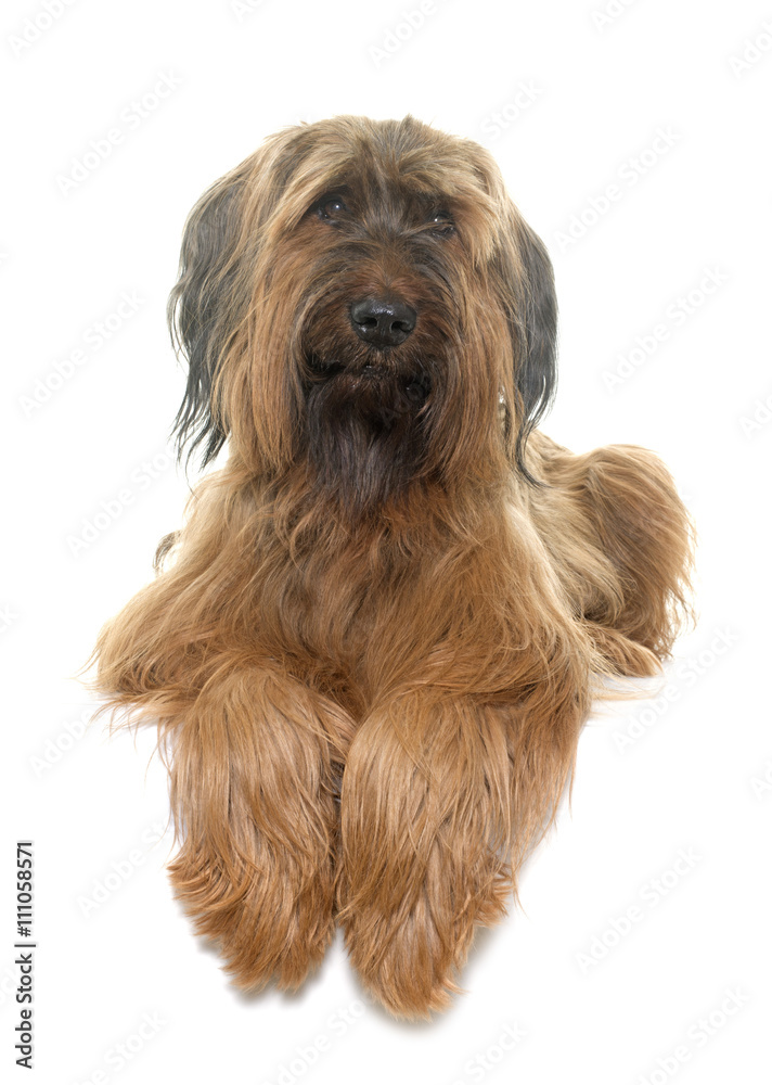 Briard in studio StockFoto Adobe Stock