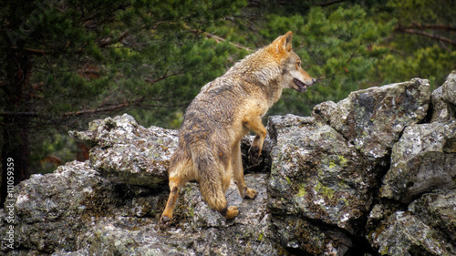 Wet Canis Lupus Signatus climbing rocks while raining