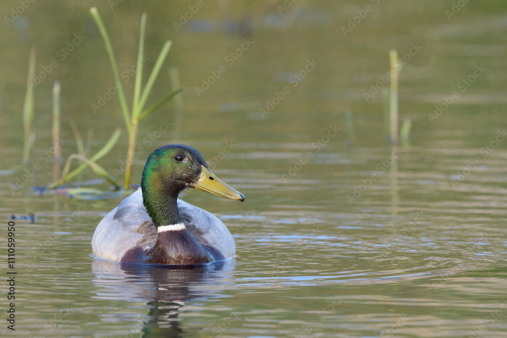 Fototapeta premium Mallard Duck (Anas platyrhynchos) in its natural environment.
