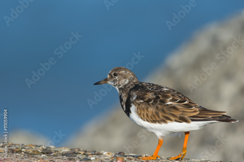 Ruddy Turnstone on a stone pier photo