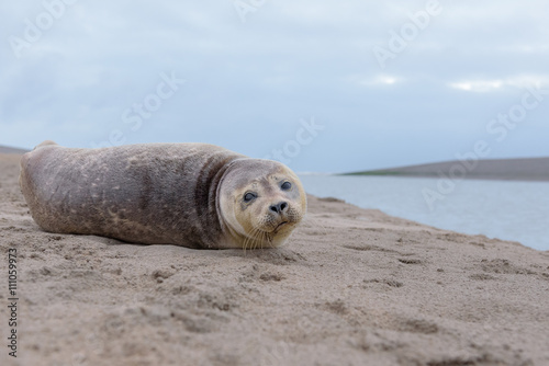 A Common seal (Phoca vitulina) resting on the beach