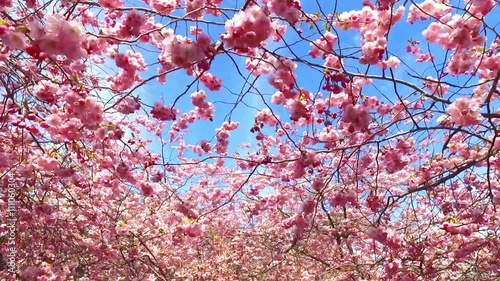 Cherry tree blossom in park Kungstradgarden in Stockholm, Sweden. Tracking shot.