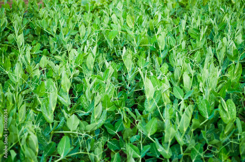 The texture of the leaves of the young pea closeup