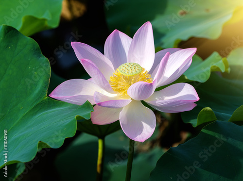 blooming lotus flower