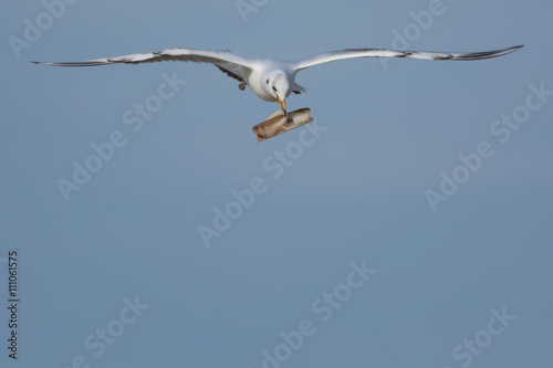 Flying Gull with shell in beak