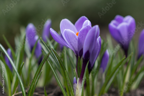 Crocus, spring flowers © iryna_l