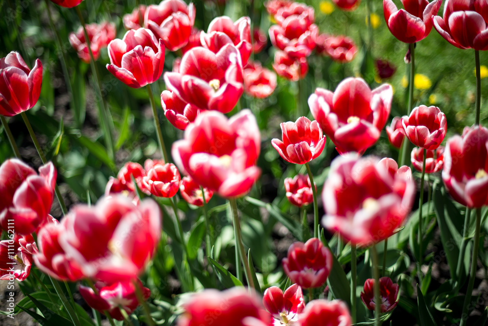 Tulip. Beautiful bouquet of tulips. colorful tulips. tulips in spring,colourful tulip Tulip. Beautiful bouquet of tulips. colorful tulips. tulips in spring,colourful tulip