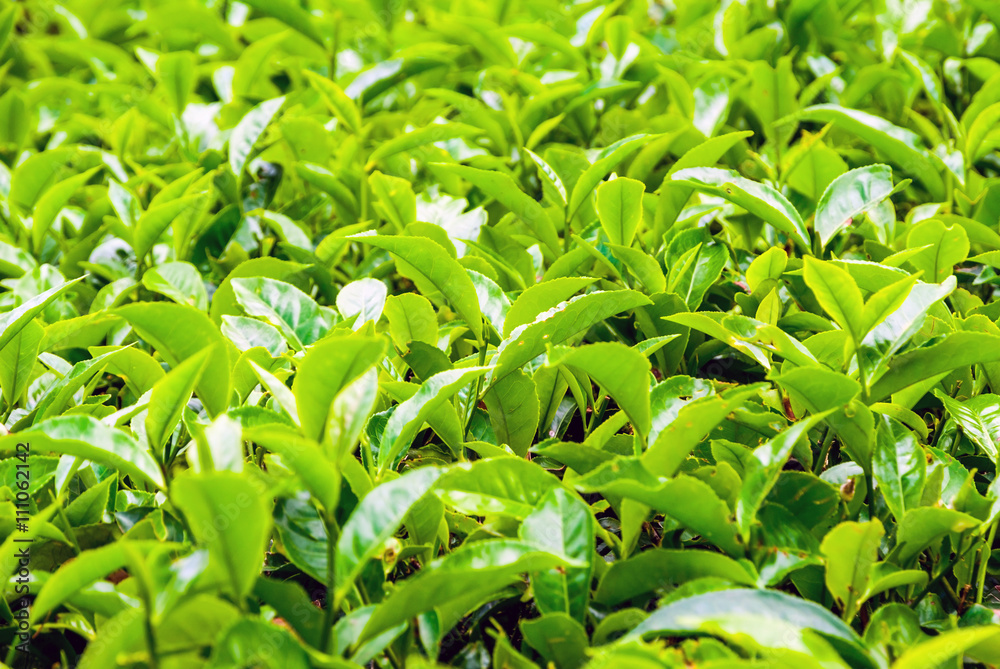 Tea bush leafs close up Tea bush leafs close up