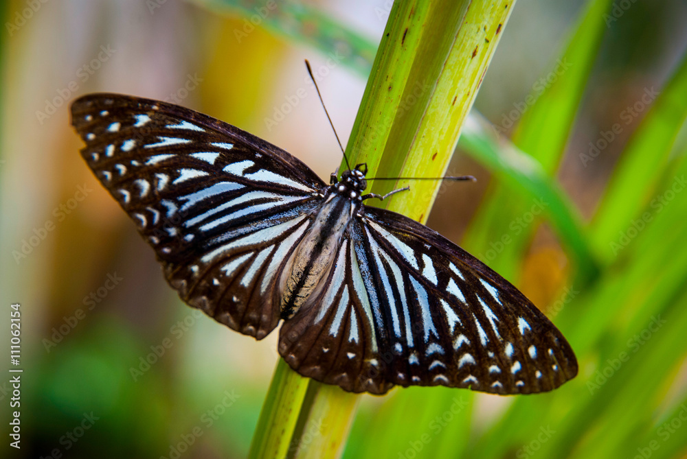 Close-up of butterfly sitting on green leaf Close-up of butterfly sitting on green leaf