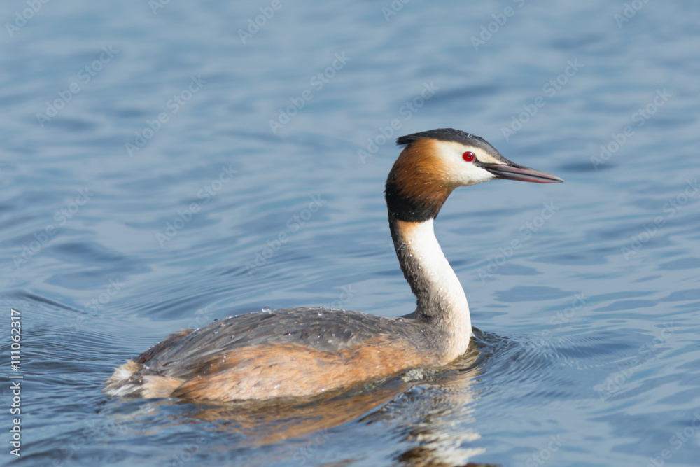 Great Crested Grebe in a lake Great Crested Grebe in a lake
