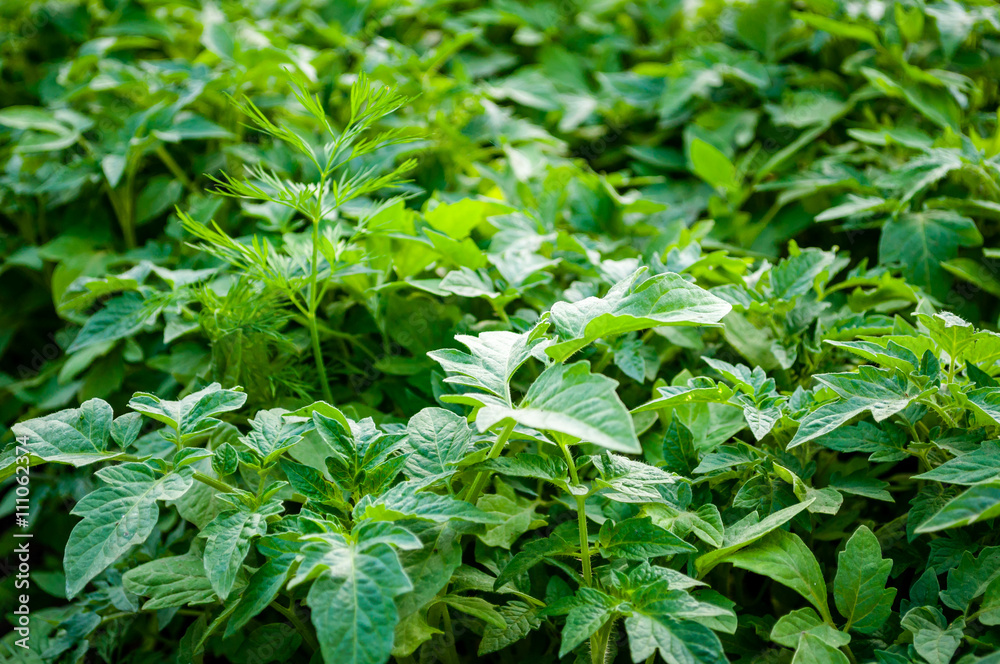 Green leaves of young seedlings of tomatoes closeup Green leaves of young seedlings of tomatoes closeup