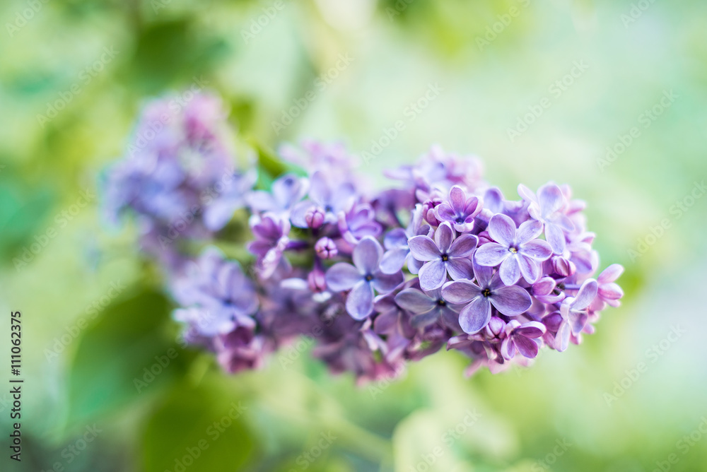 Branch of lilac flowers with the leaves Branch of lilac flowers with the leaves