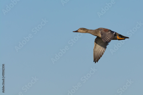 Gadwall flying