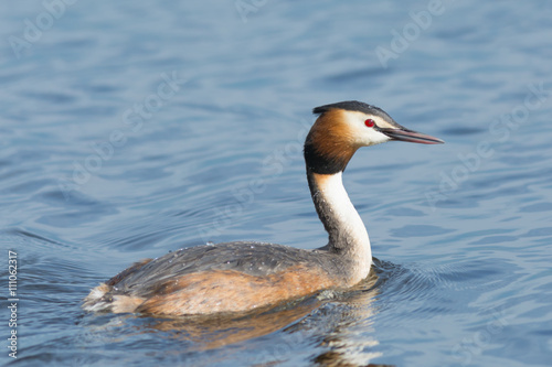 Great Crested Grebe in a lake