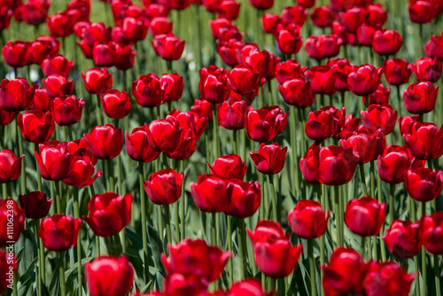 Tulip. Beautiful bouquet of tulips. colorful tulips. tulips in spring,colourful tulip