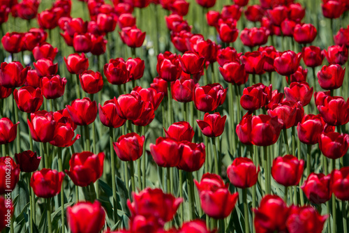 Tulip. Beautiful bouquet of tulips. colorful tulips. tulips in spring colourful tulip