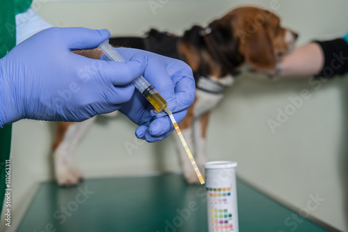 Fototapeta Naklejka Na Ścianę i Meble -  Le vétérinaire, analyse d'urine sur un chien un test  détermine le PH