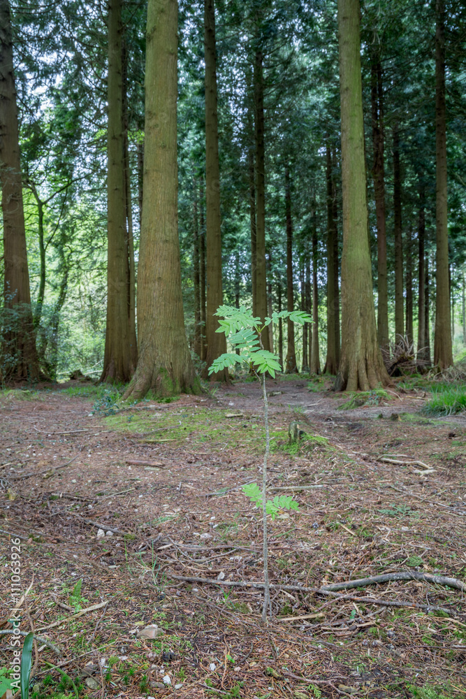 Idless woods near truro cornwall england uk. Idless woods near truro cornwall england uk.