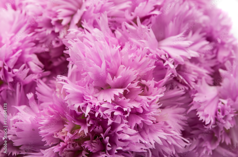 purple carnation