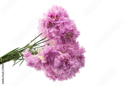 purple carnation isolated