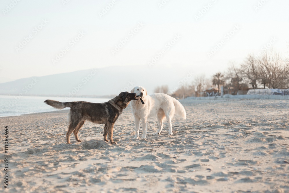 Labrador and Shepherd playing on the beach at evening Labrador and Shepherd playing on the beach at evening