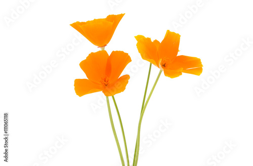 Eschscholzia californica flower