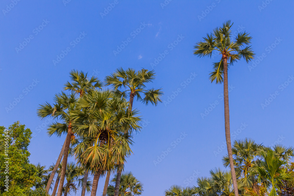 Fototapeta premium Sugar palm tree with blue sky