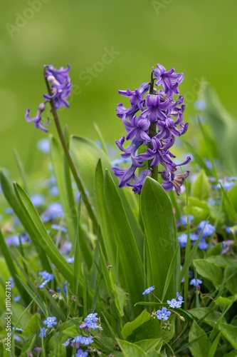 Verblühende violette Hyanzinthen / Withering purple Hyancinths photo