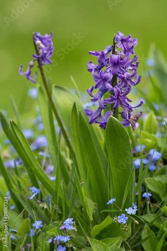 Verblühende violette Hyanzinthen / Withering purple Hyancinths photo
