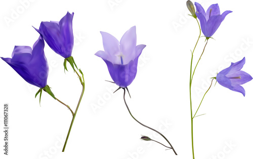 three blue campanula flowers isolated on white