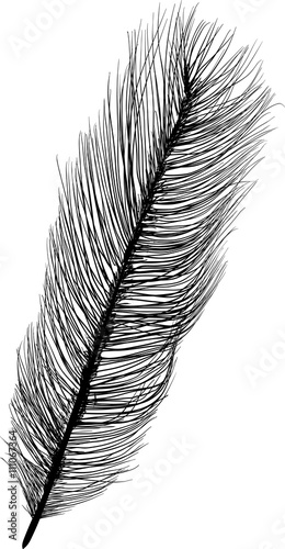 straight ostrich feather silhouette isolated on white