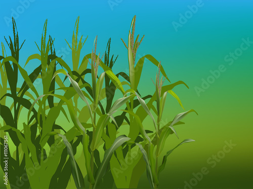 green maize plants on blue background