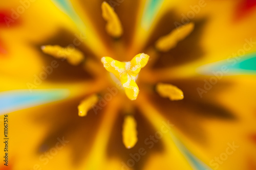 Tulipano © Pixelshop