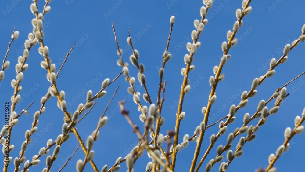 pussy willow branches with blue sky background, 4k
pussy willow branches with blue sky background, 4k