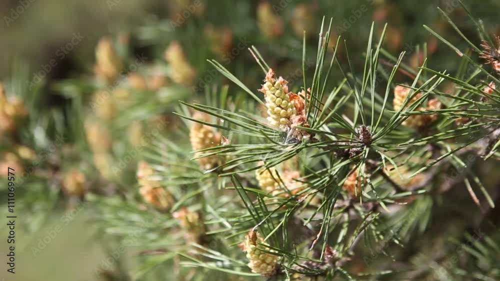 Pine tree with green pine branches. Pine tree needle leaves. Closeup. Pine tree with green pine branches. Pine tree needle leaves. Closeup.