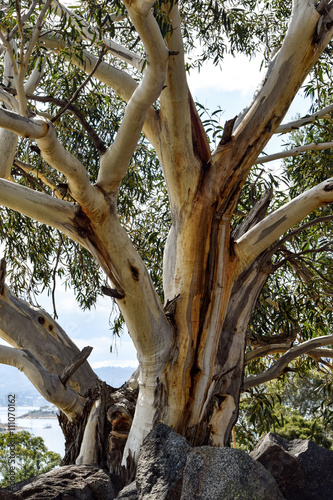 Alpine 'Snow Gum' in Australia's Snowy Mountains region